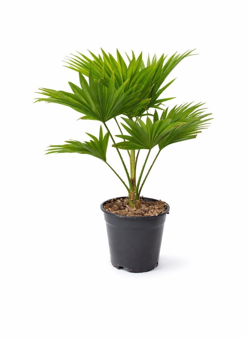 بلانت نبات نخيل ليفيستونا داخلي | نخيل ليفيستونا تشينينسيس المروحي الحي | نخلة خضراء مزخرفة | نبات ديكور منزلي ومكتبي سهل العناية - Image 2